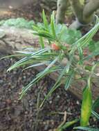 Imagem de Columnea crassifolia Brongn. ex Lem.