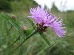 Image of brown knapweed