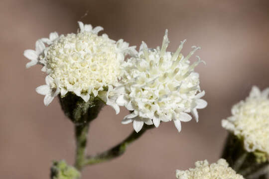 Image of Esteve's pincushion