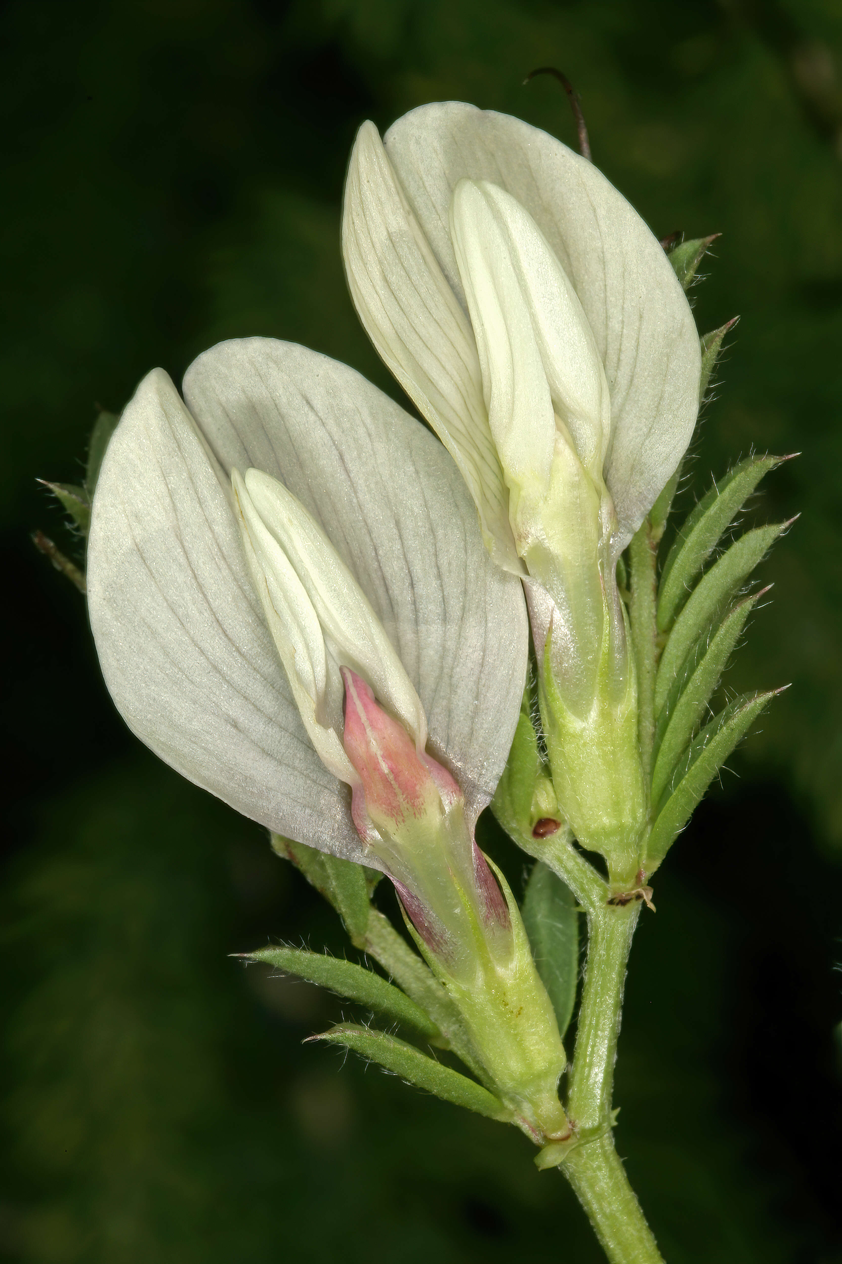 Image of smooth yellow vetch