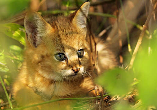 Image of jungle cat