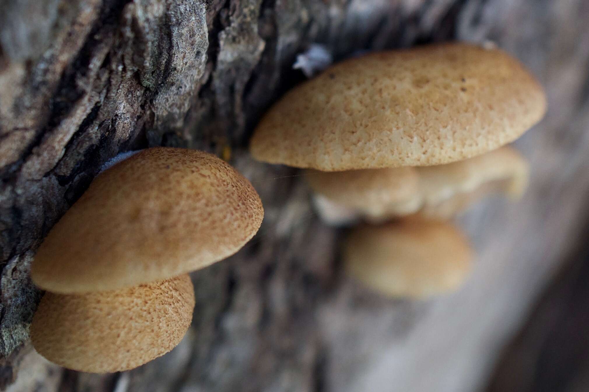 Image of Crepidotus mollis (Schaeff.) Staude 1857