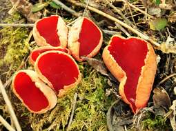 Image of Ruby elfcup