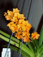 Image of Rust-red Vanda