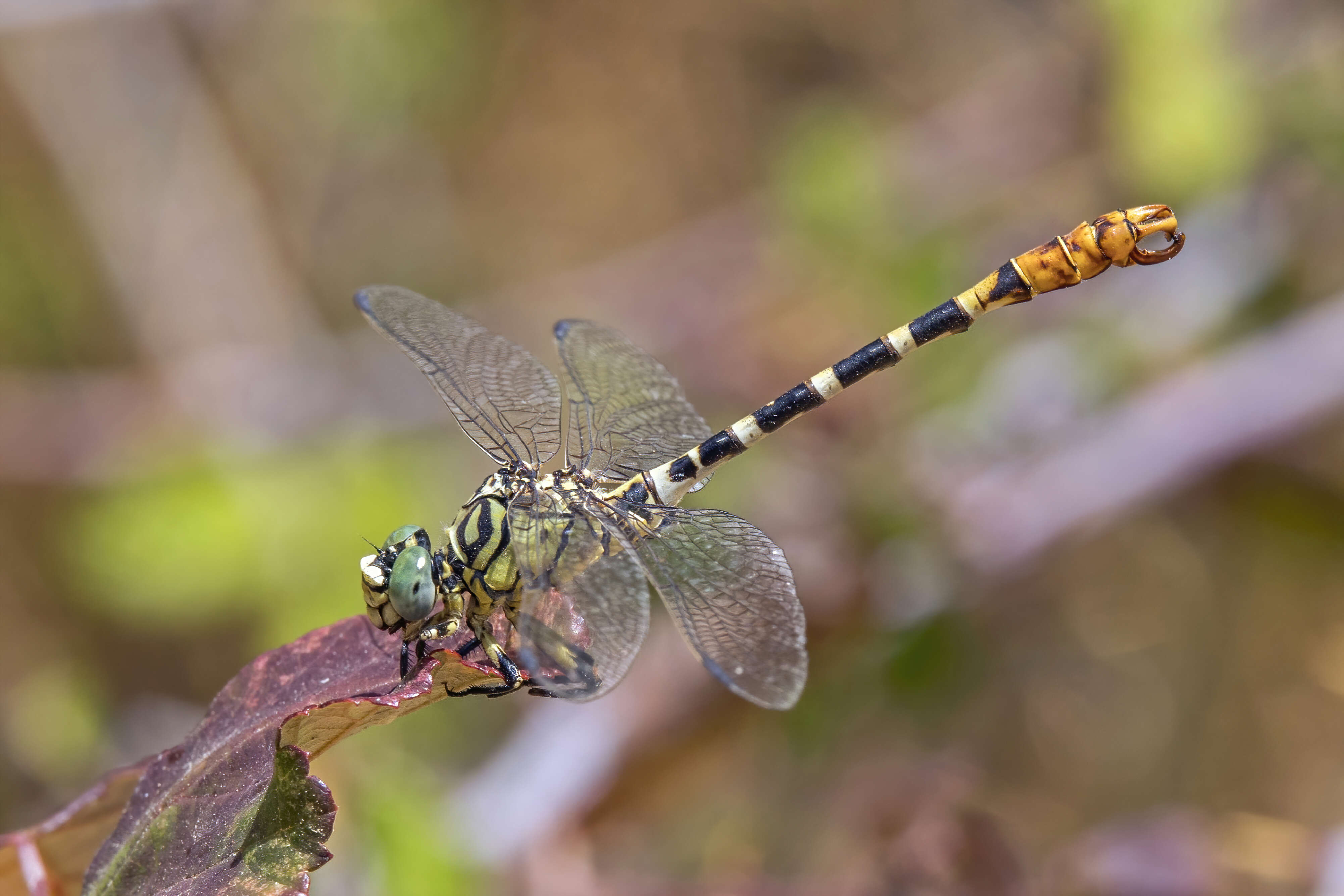 Image of Green-eyed Hooktail