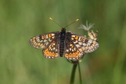 Image of Euphydryas aurinia