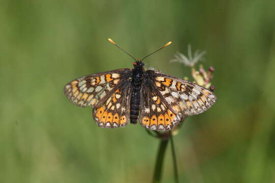 Image of Euphydryas aurinia