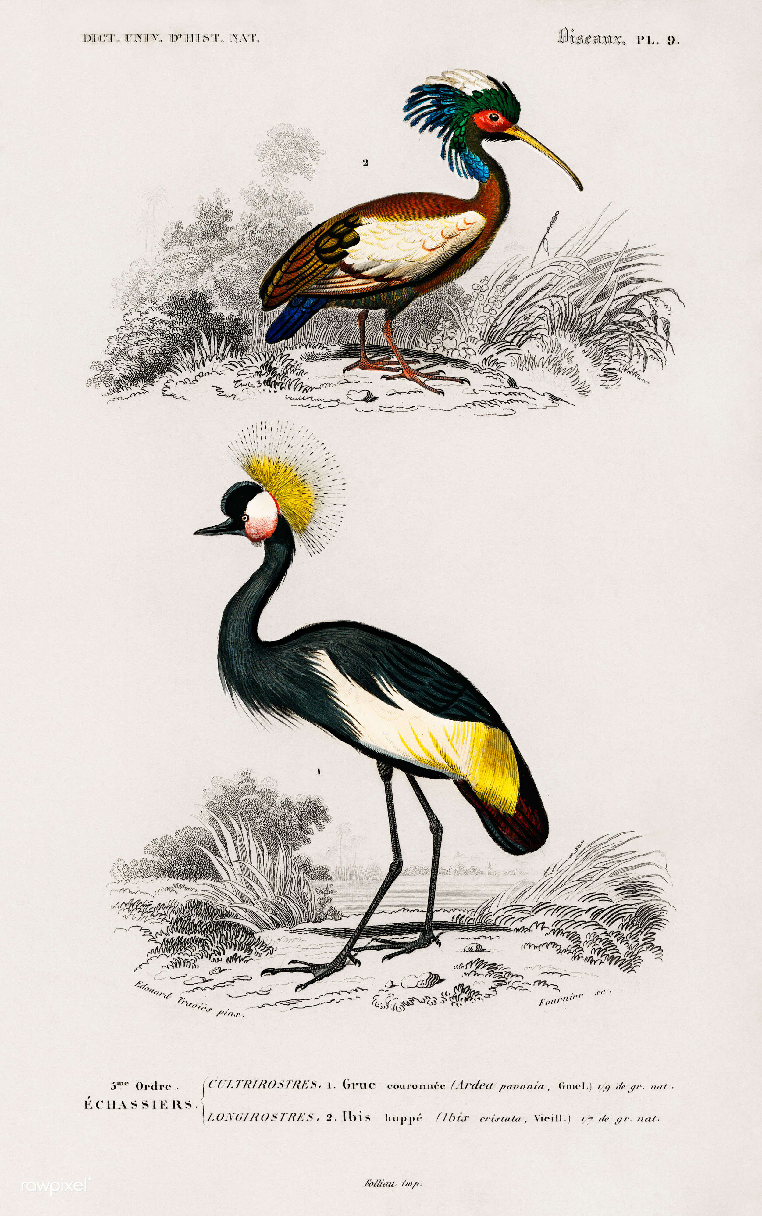 Image of Lophotibis Reichenbach 1853