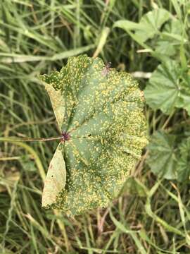 Imagem de Puccinia malvacearum Bertero ex Mont. 1852