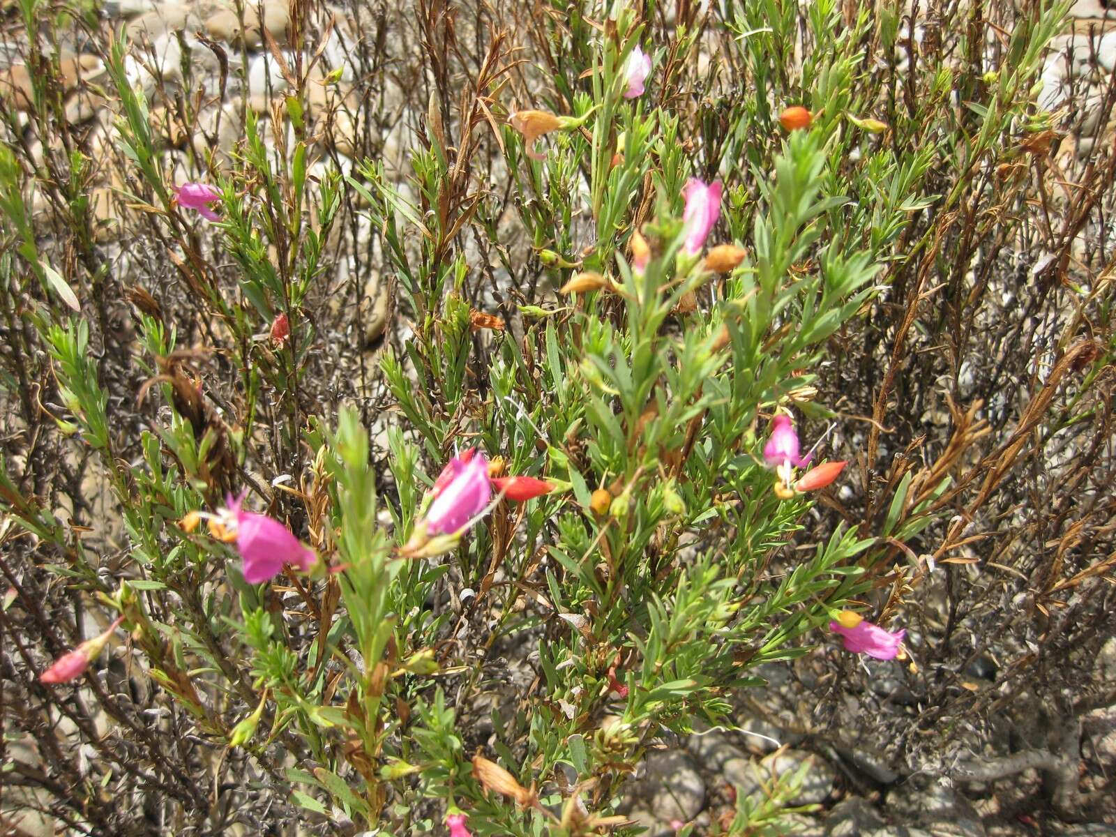 Image of Eremophila racemosa (Endl.) F. Muell.