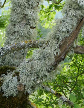 Image of ring lichen