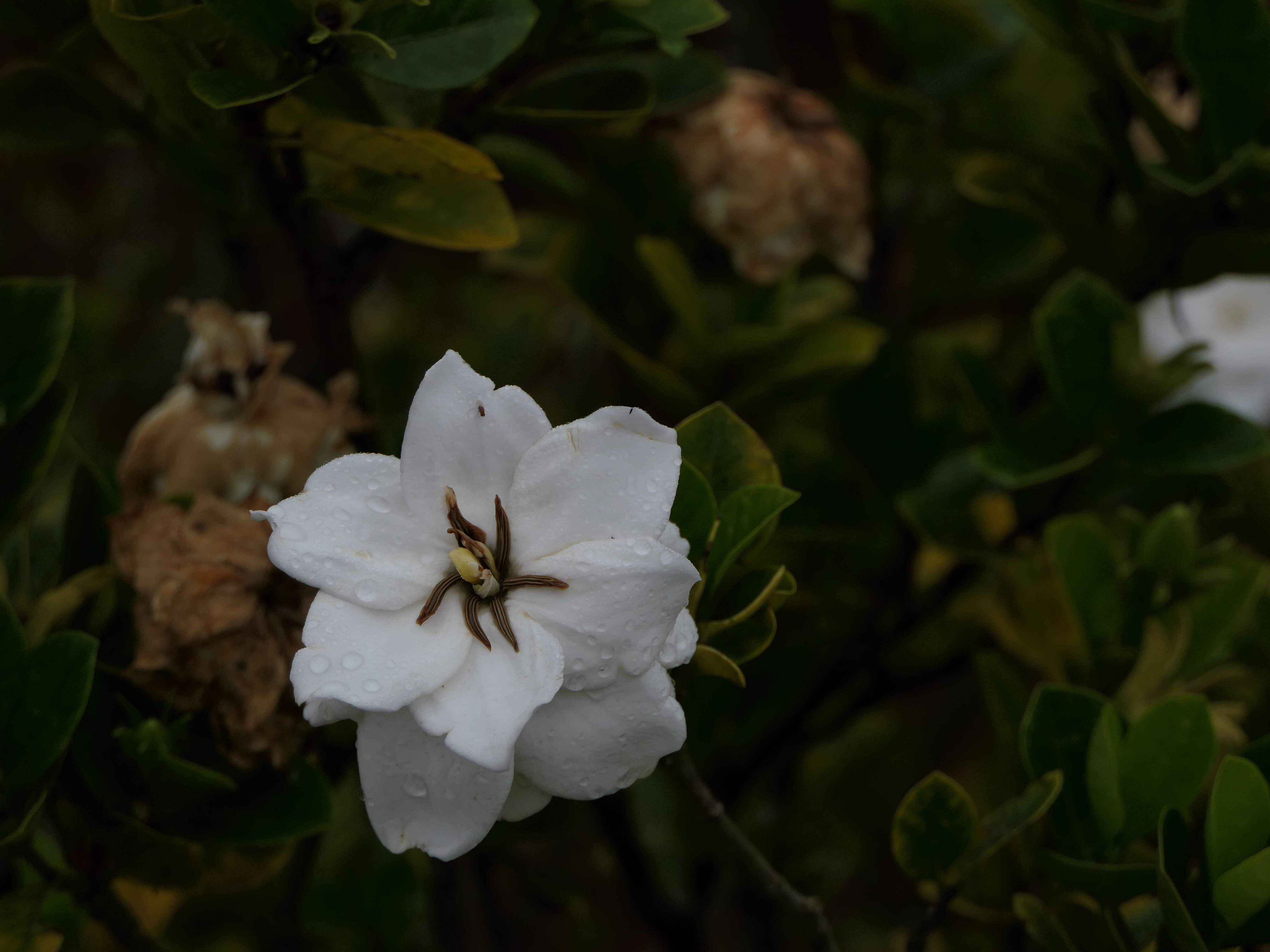 Image of Cape jasmine