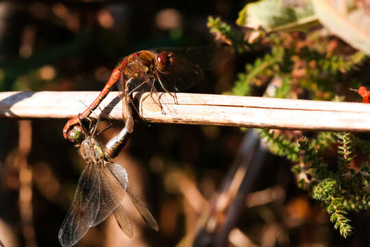 Image of Common Darter