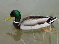 Image of Common Mallard