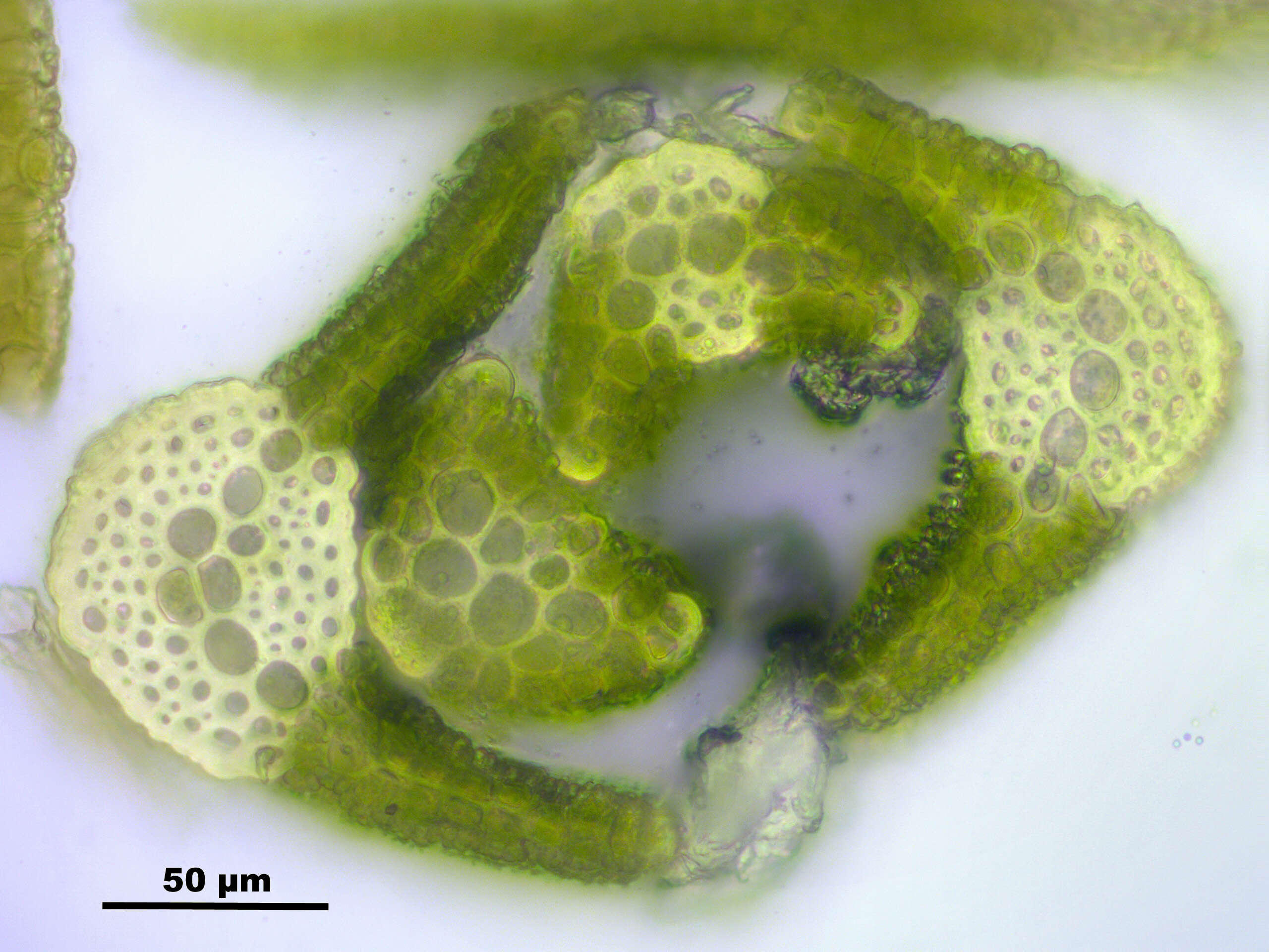 Image of Fragile tortella moss