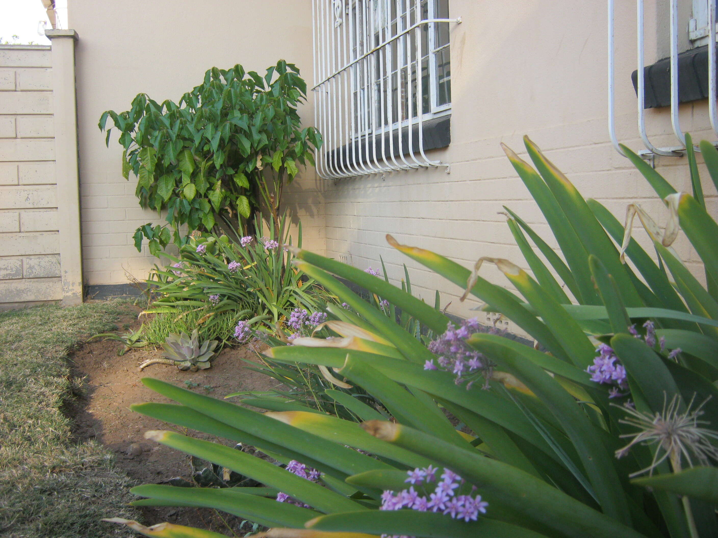 Image of Pink Agapanthus