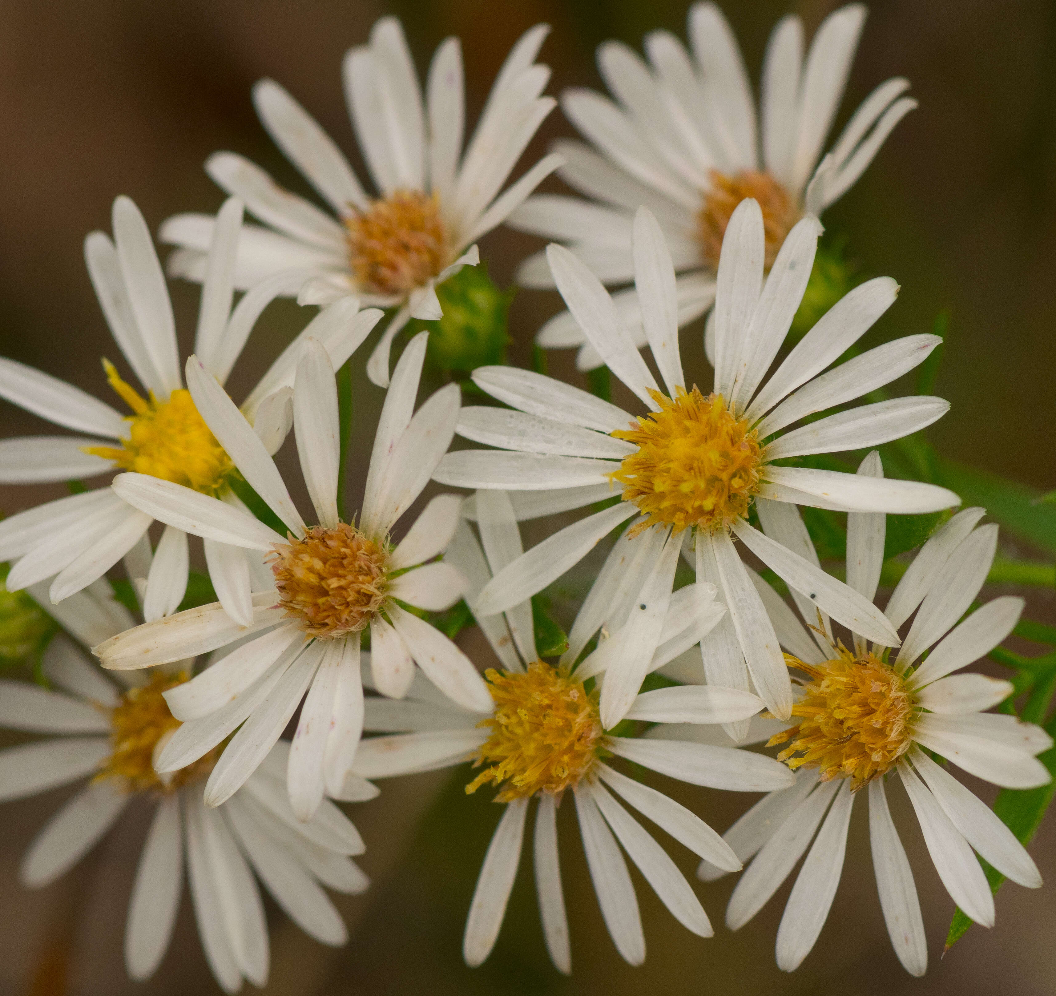 Image of hairy white oldfield aster