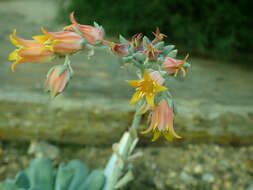 Image of Echeveria runyonii Rose