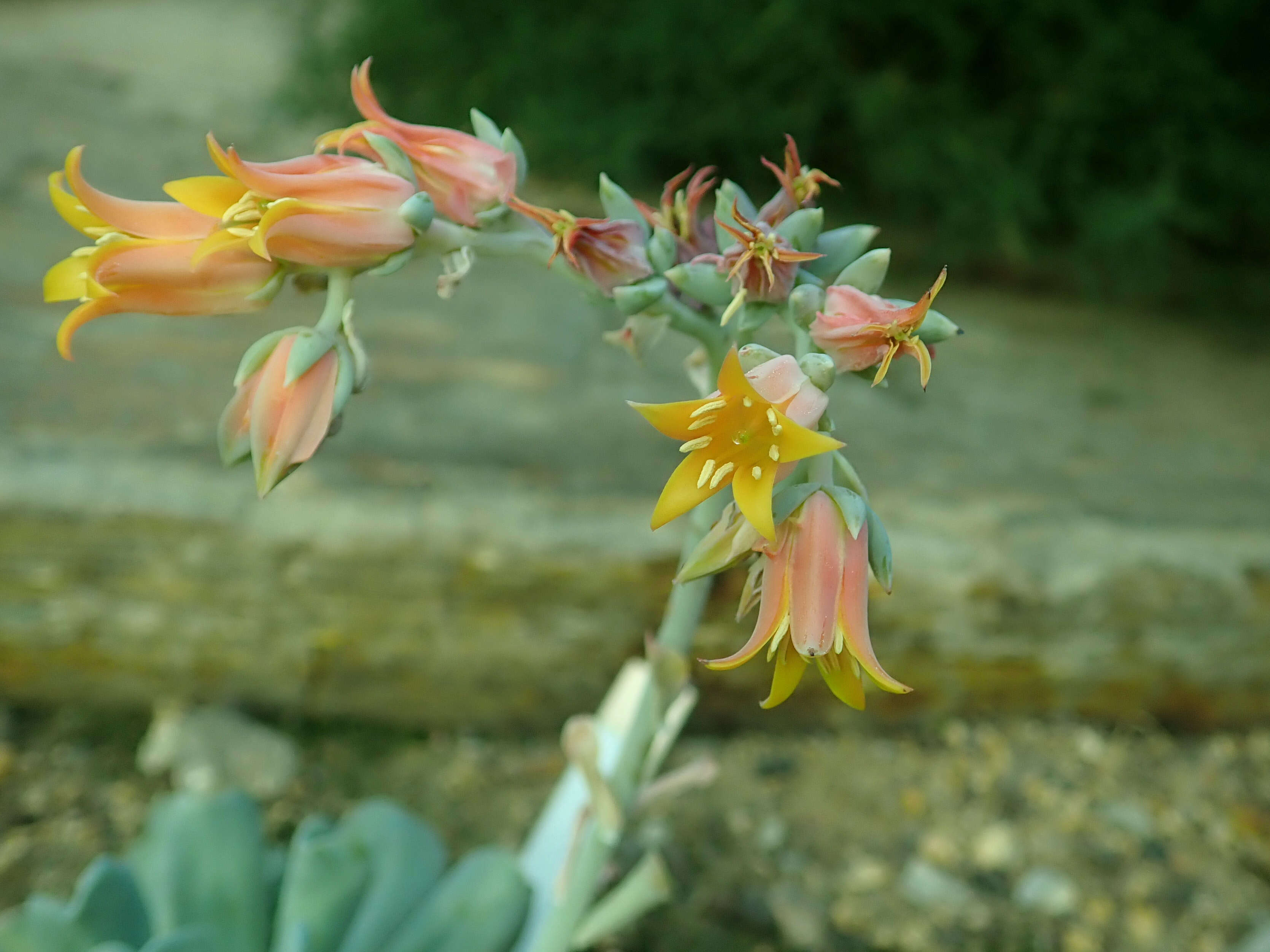 Image of Echeveria runyonii Rose