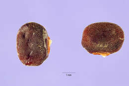 Image of African yam bean
