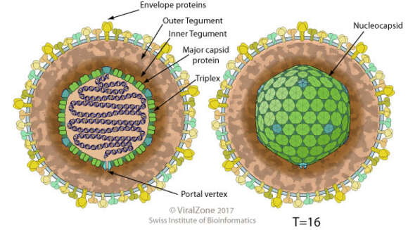 Image of Herpesvirales