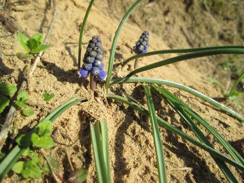 Image of Armenian grape hyacinth