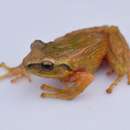 Image of Santander Robber Frog