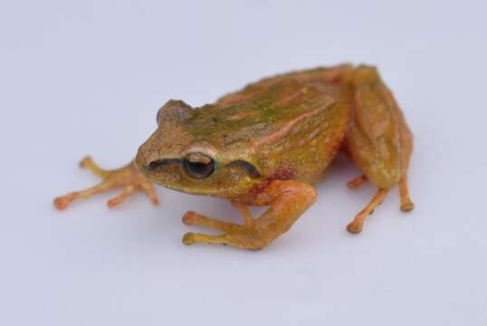 Image of Santander Robber Frog