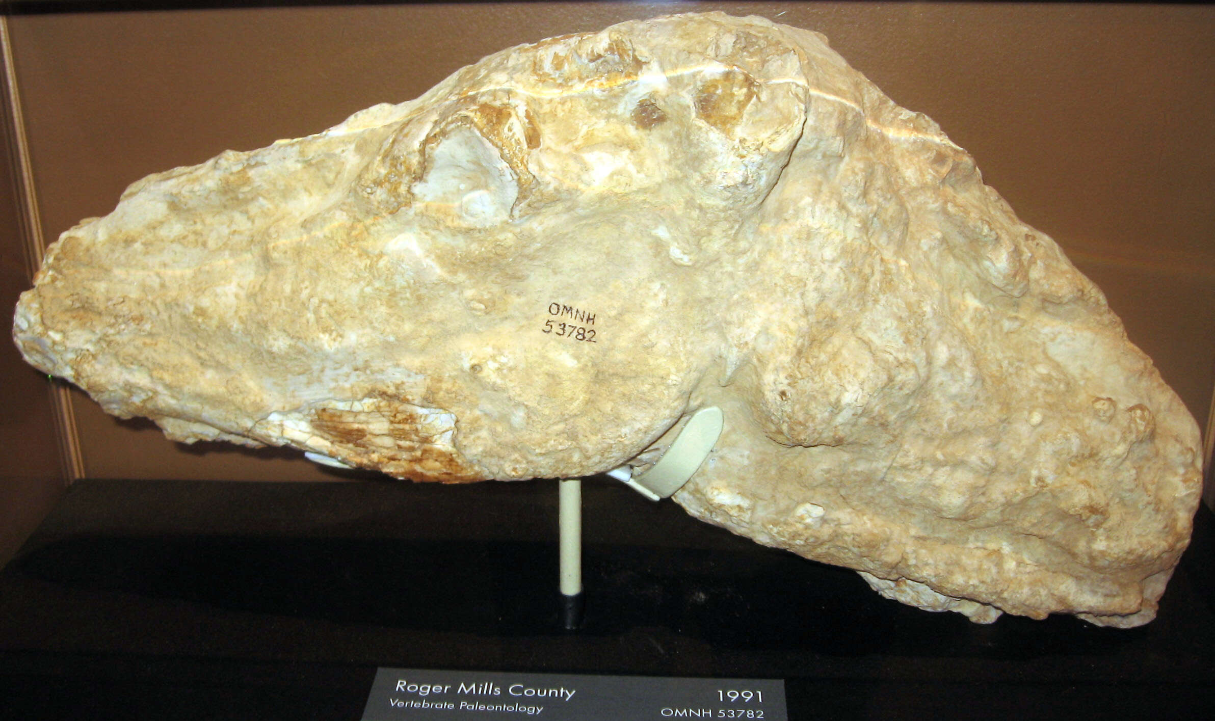 Image of Procamelus