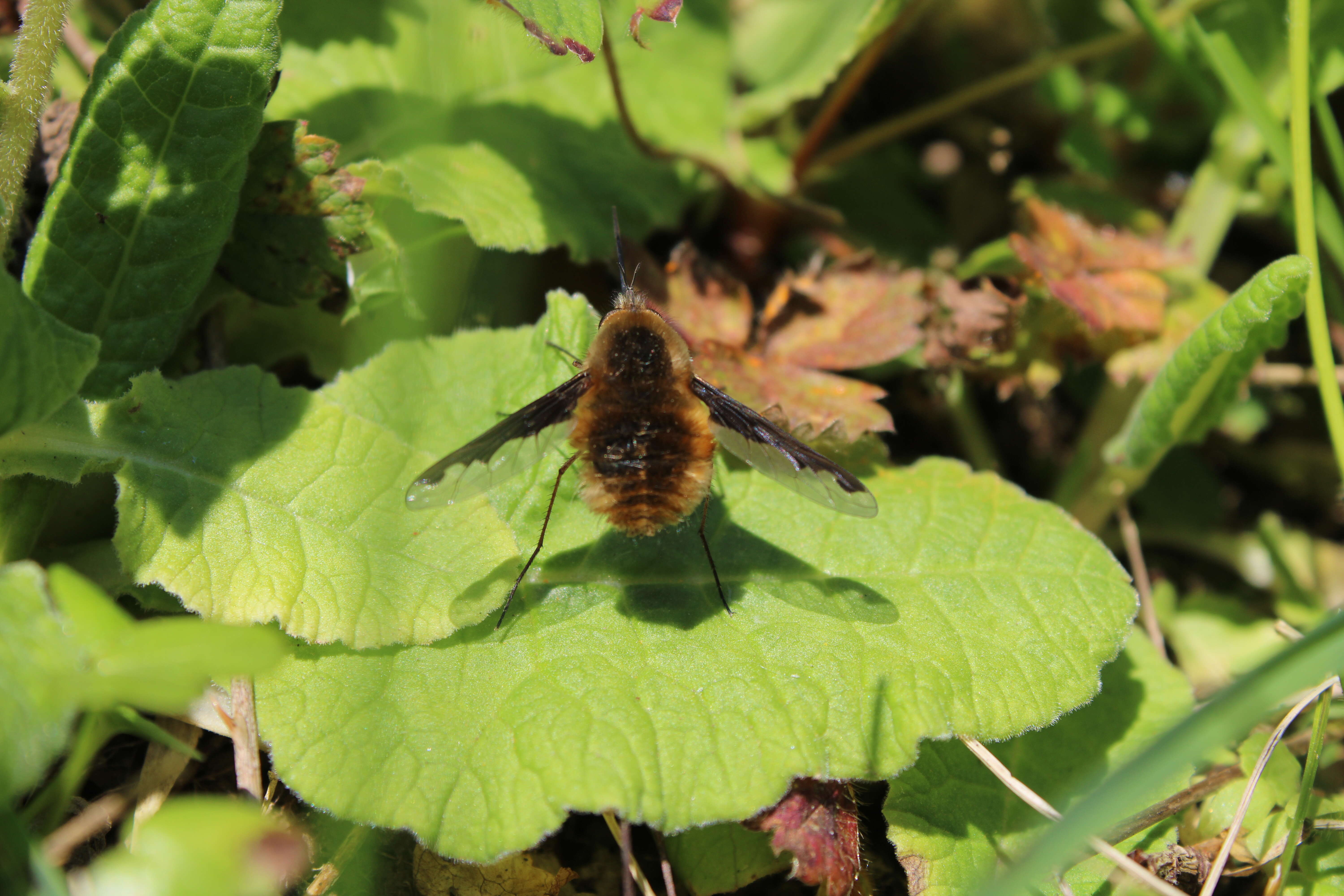 Image of Large bee-fly