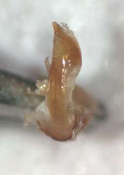 Image of Pelocoris femoratus (Palisot de Beauvois 1820)