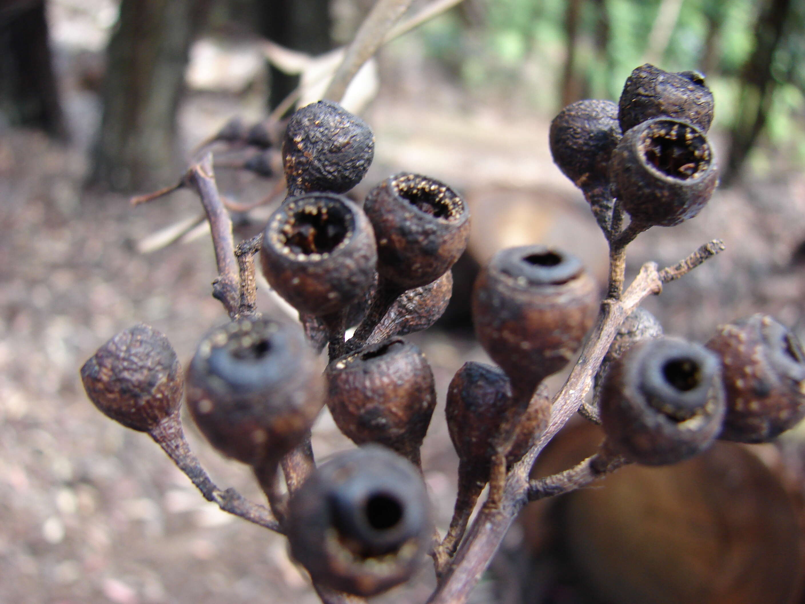 Eucalyptus sideroxylon A. Cunn. ex Woolls resmi