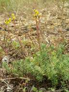 Слика од Petrosedum rupestre (L.) P. Heath