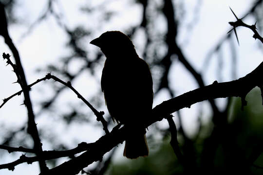 Image of African Masked Weaver