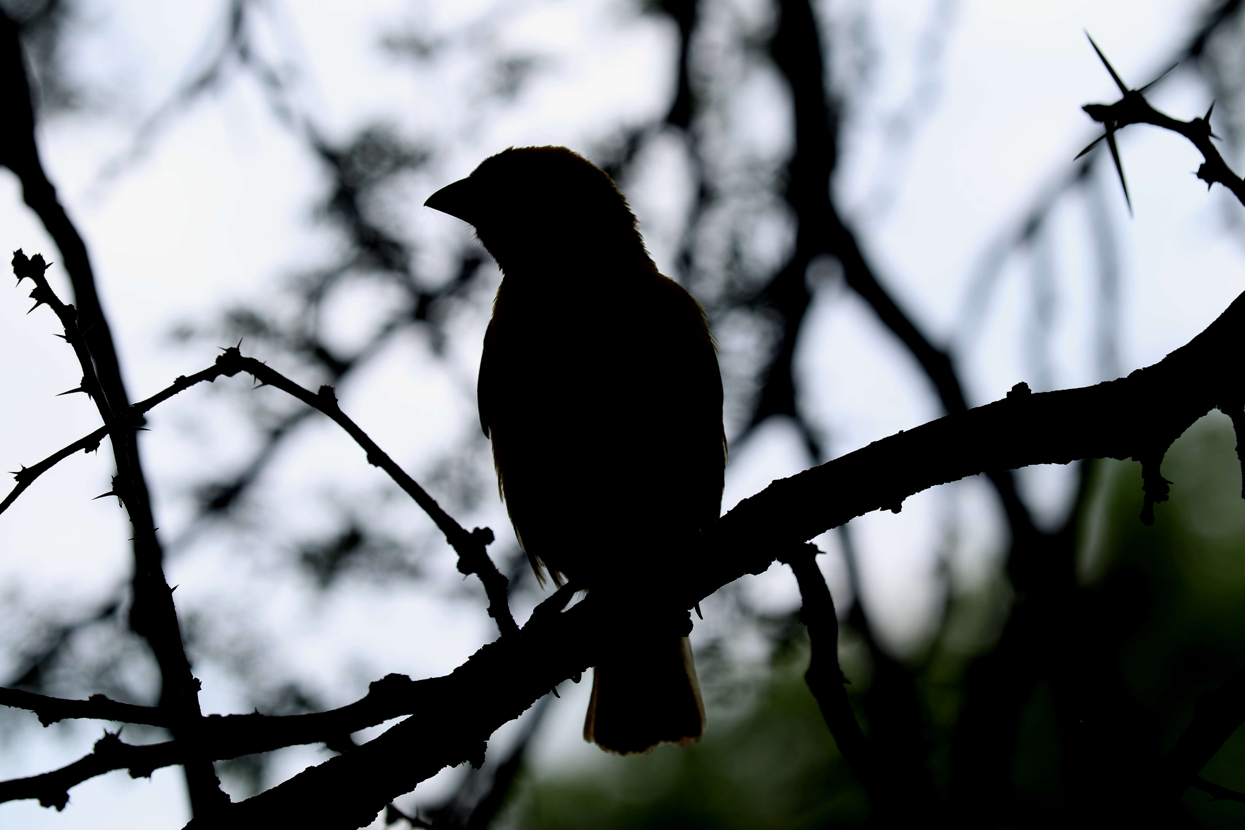 Image of African Masked Weaver