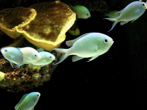 Image of Blue Green Chromis