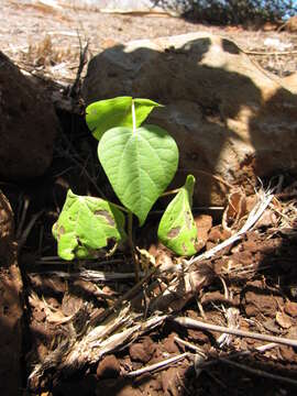 Image of Sea Island Cotton