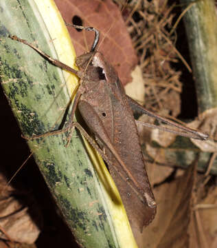 Image of Mecopoda elongata (Linnaeus 1758)