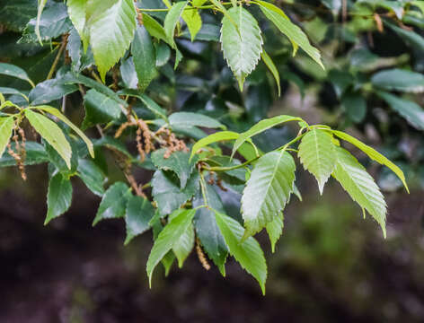 Image of Quercus annulata Sm.