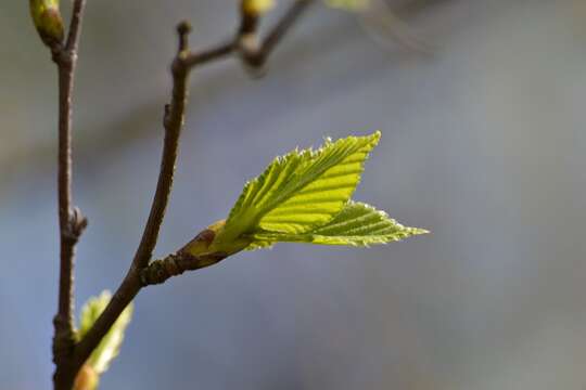 Image of Common Birch