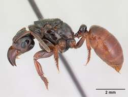 Imagem de Centromyrmex raptor