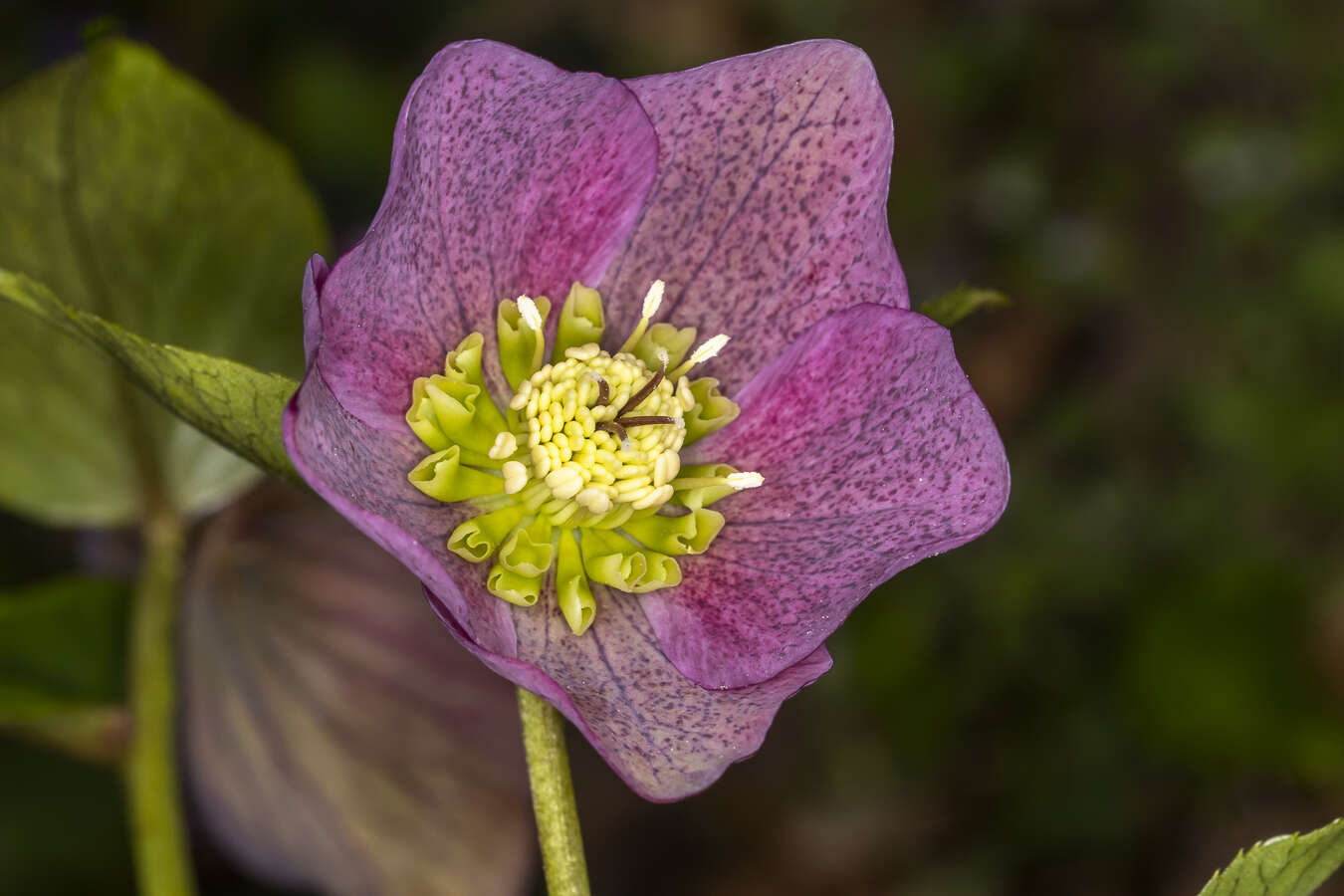 Image of lenten-rose