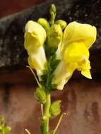 Image of garden snapdragon