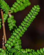 Image of Sophora microphylla var. longicarinata (G. Simpson) Allan