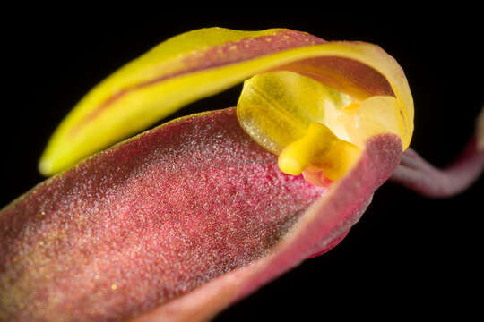 Image of Bulbophyllum callichroma Schltr.