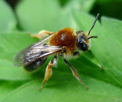 Image of early mining bee