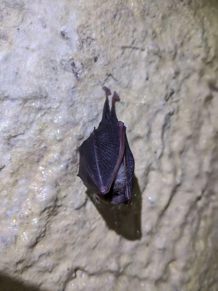 Image of Lesser Horseshoe Bat