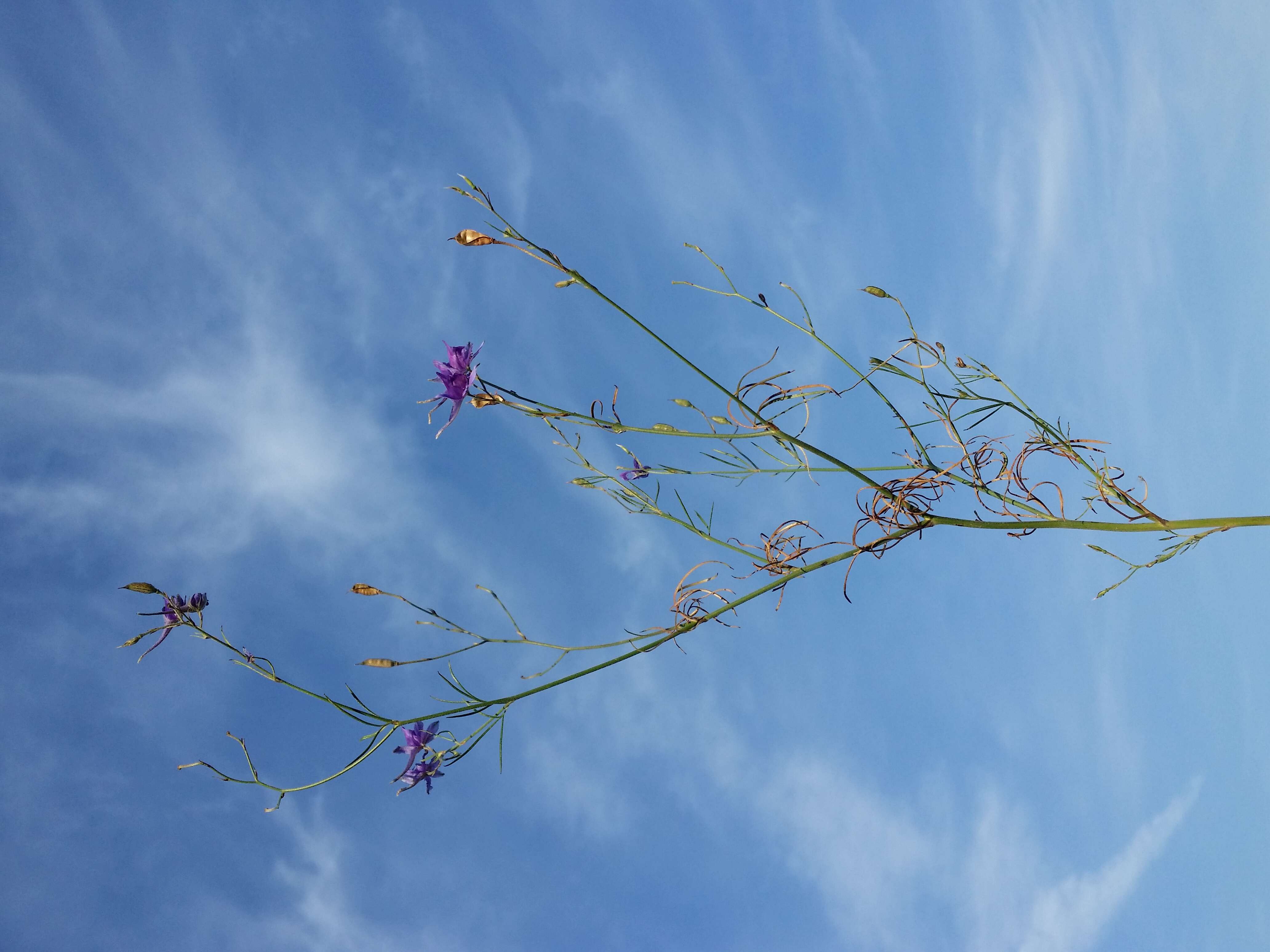 Image of forking larkspur