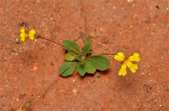 Image of Goodenia gibbosa R. C. Carolin