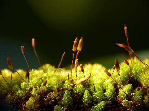 Image of macromitrium moss